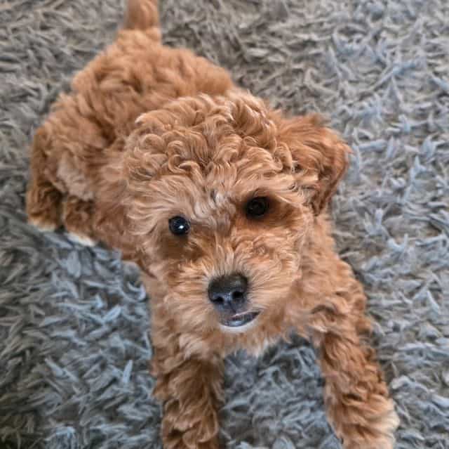 F1b Miniature S - Goldendoodle Female