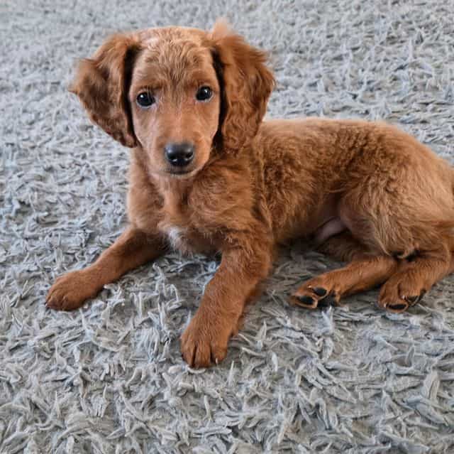 Marv - Goldendoodle Male