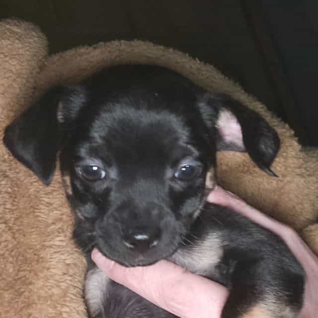 Lola  - Chihuahua Female