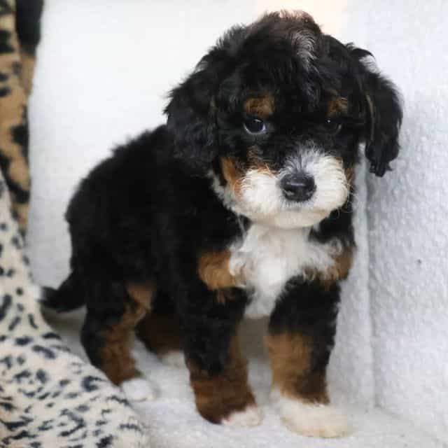 George - Bernedoodle Male