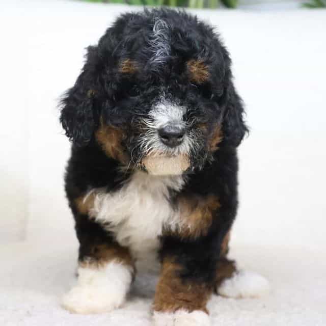 Maddie - Bernedoodle Female