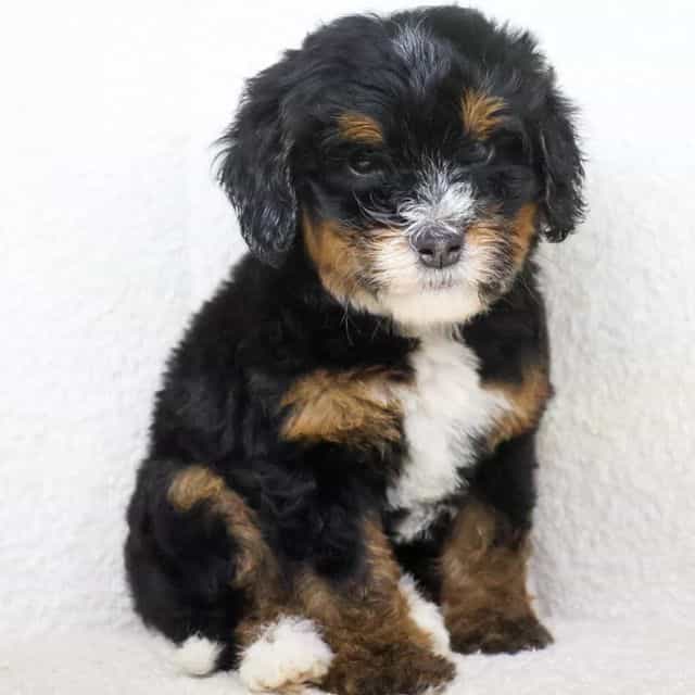 Nina - Bernedoodle Female