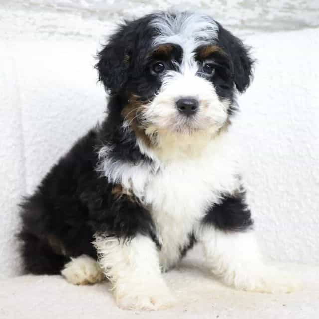 Rocky - Goldendoodle Male