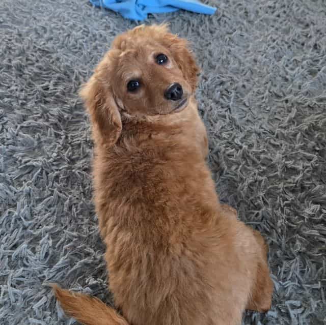 F1b miniature T - Goldendoodle Female