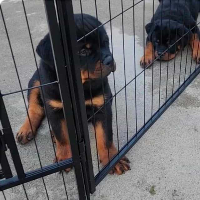 Sheba - Rottweiler Female