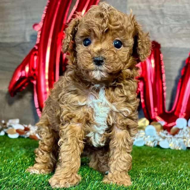 Gunner - Toy Poodle Male