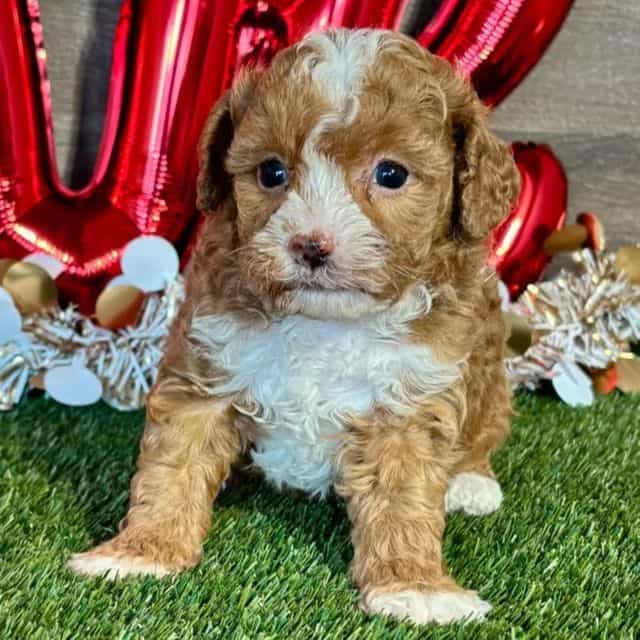 Griffen - Toy Poodle Male