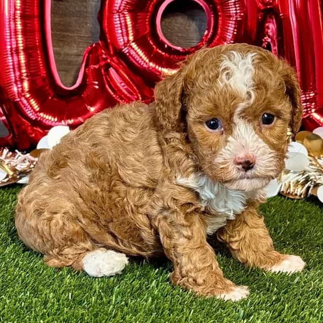 Griffen - Toy Poodle Male