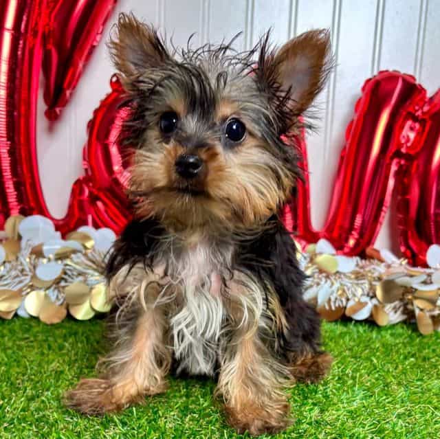 Ike - Yorkshire Terrier Male