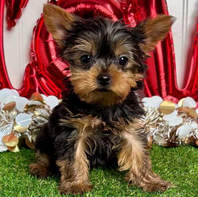 Izzy - Yorkshire Terrier Female