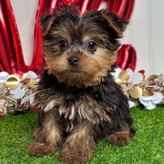 Isley - Yorkshire Terrier Female