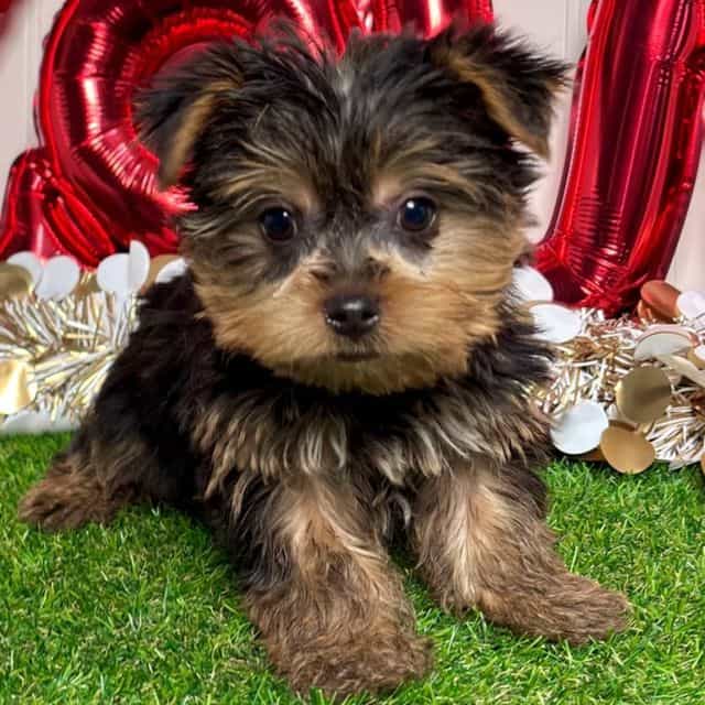 Isley - Yorkshire Terrier Female