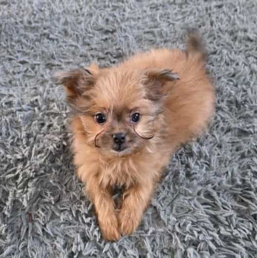 Tommy - Pomapoo Male