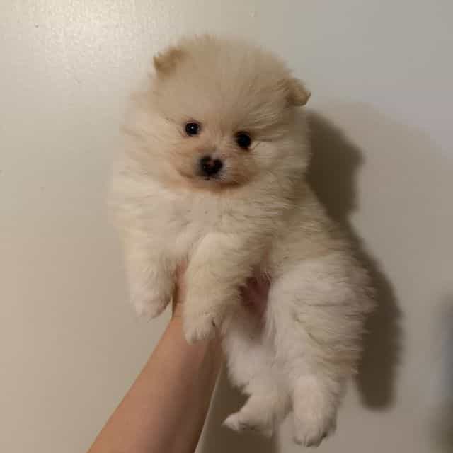 Ghost - Pomeranian Male