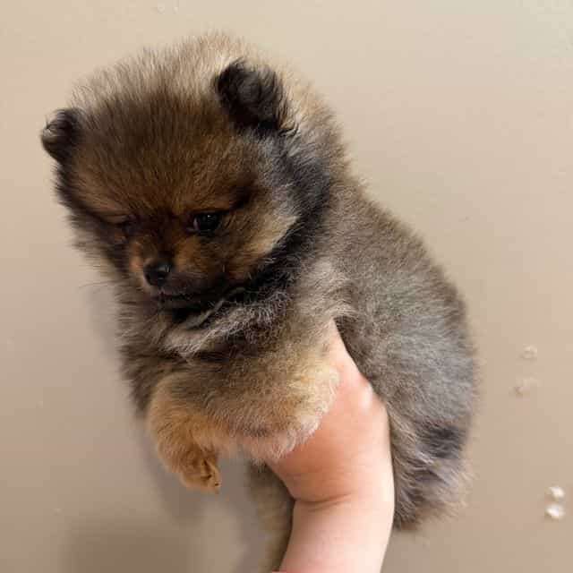 Gucci (teacup s - Pomeranian Male