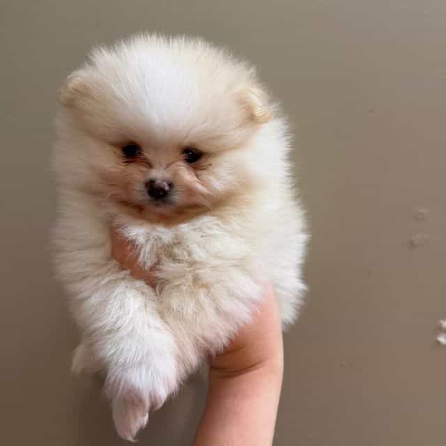 Boo - Pomeranian Male
