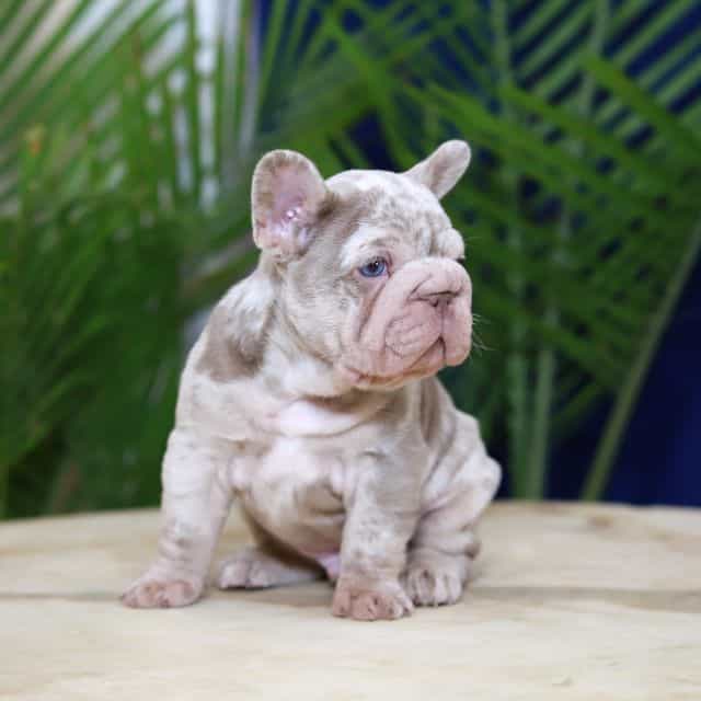 Martin - French Bulldog Male