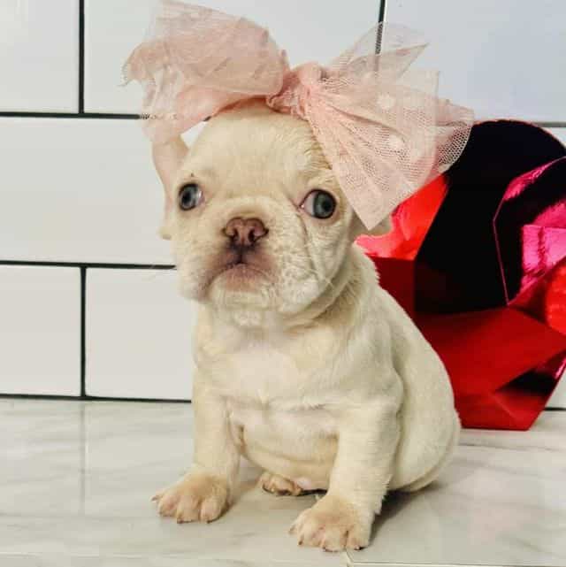 Dorami - French Bulldog Female