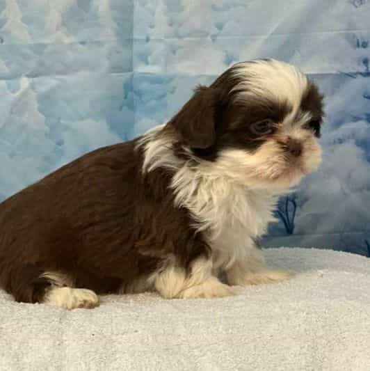 Twinkle - Shih Tzu Male
