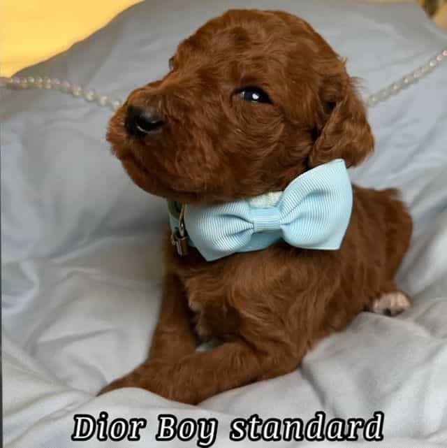 Dior - Standard Poodle Male