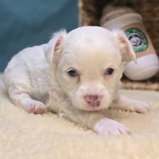 Arlo - Chihuahua Male