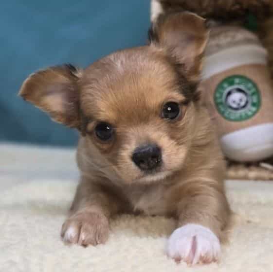 Charlie - Chihuahua Male