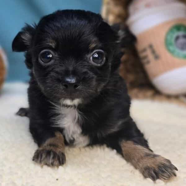 Louie - Chihuahua Male