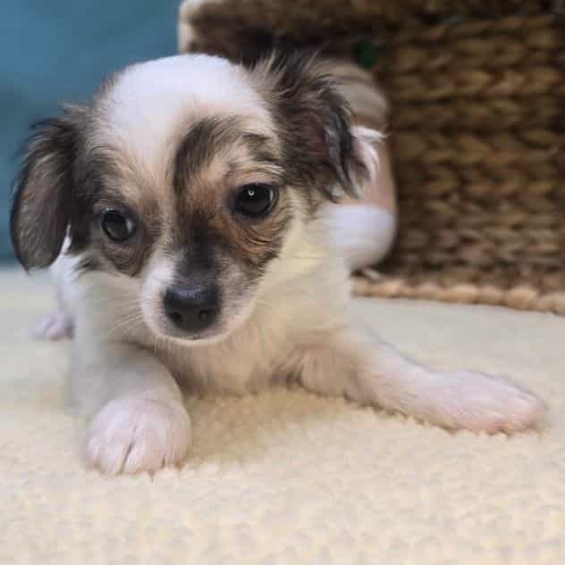 Henry - Chihuahua Male