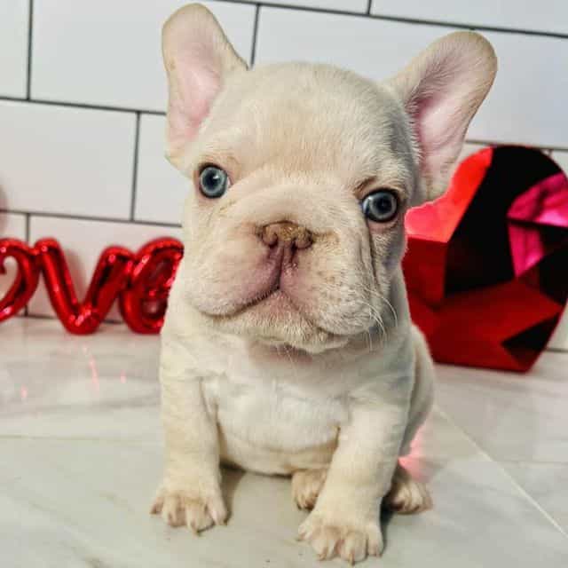 Hiro - French Bulldog Male