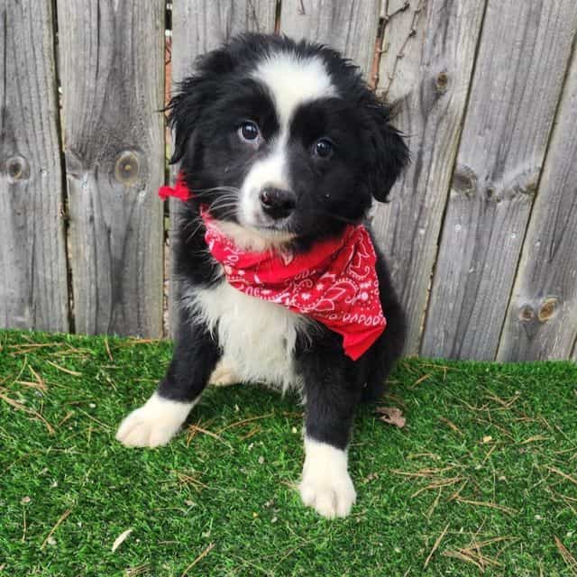 Max - Australian Shepherd Male