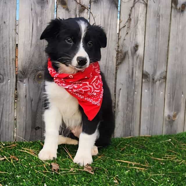 Gunner - Australian Shepherd Male