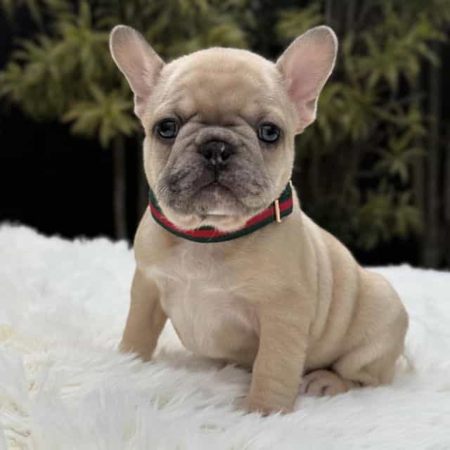 ABBIE - French Bulldog Female