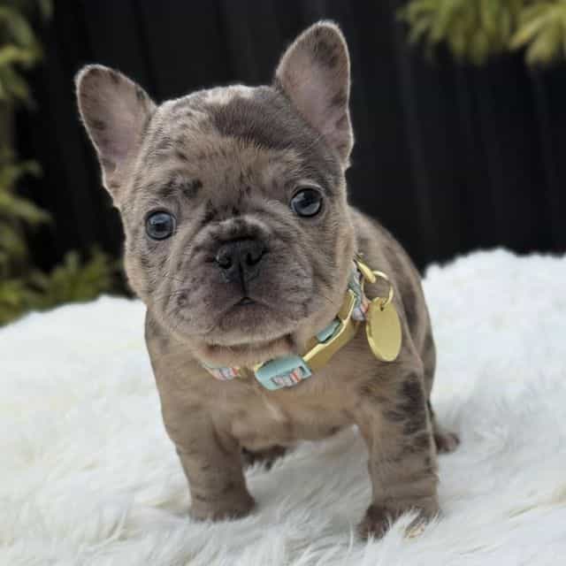 AUGGIE  - French Bulldog Male