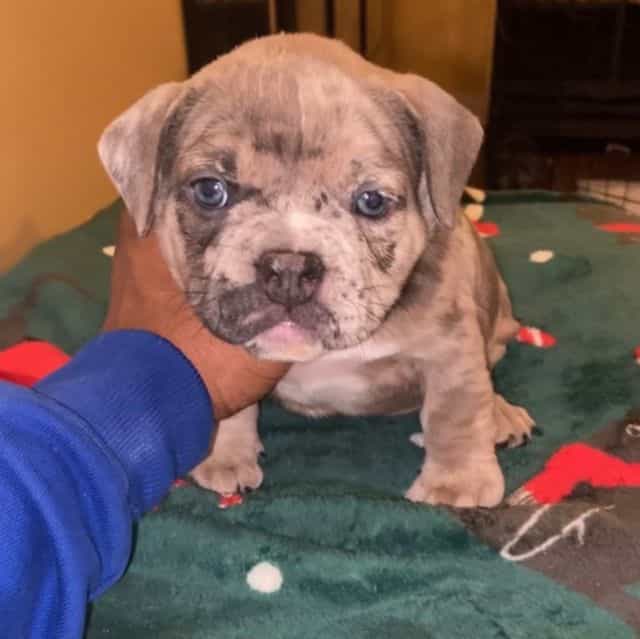 Sandy  - American Bully Female