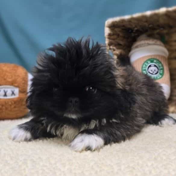 Alfie - Pekingese Male