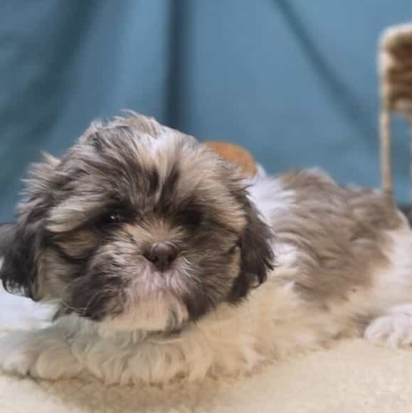 Taffy - Shih Tzu Female
