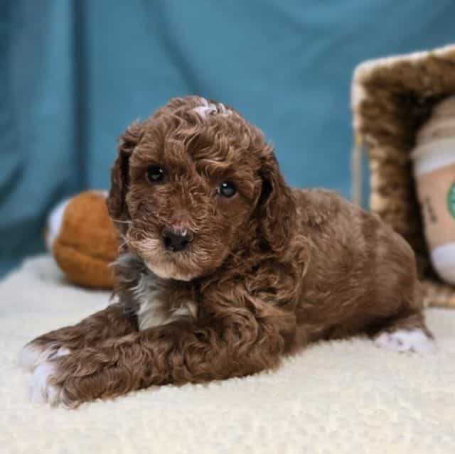 Cheerio - Goldendoodle Male