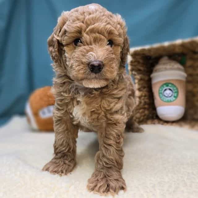Moose - Goldendoodle Male
