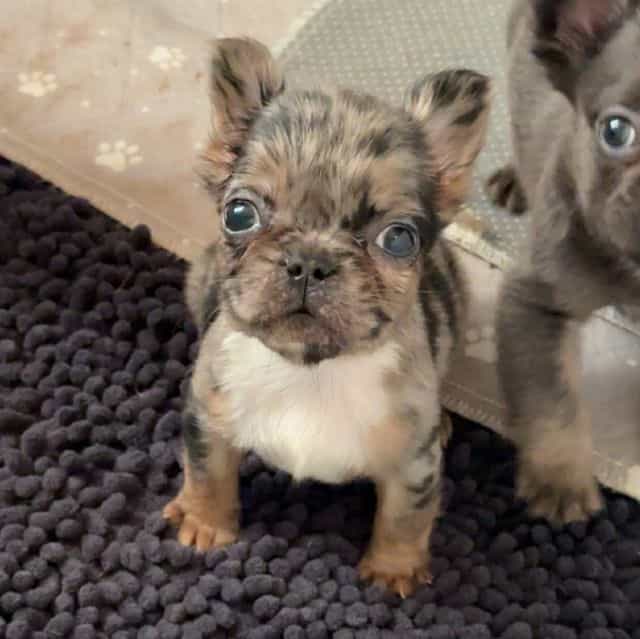 Robin - French Bulldog Female