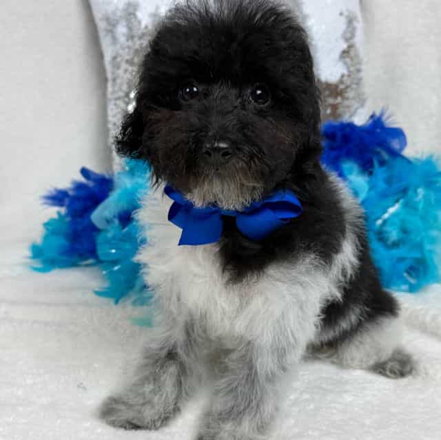 Cici Blue Boy - Toy Poodle Male