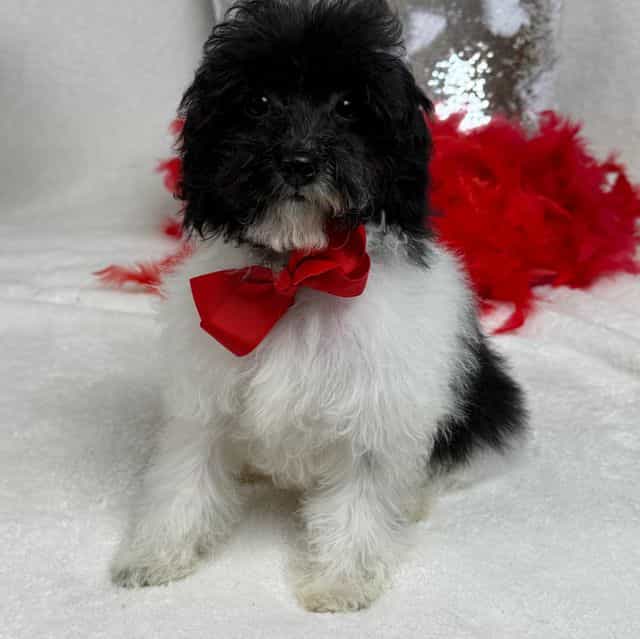 Cici Red Boy - Toy Poodle Male