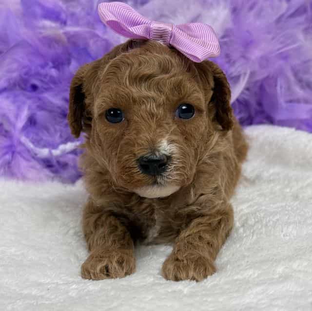 Peaches Purple  - Toy Poodle Female