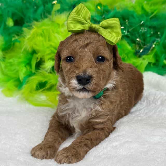 Peaches Green G - Toy Poodle Female