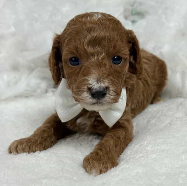 Peaches White B - Toy Poodle Male