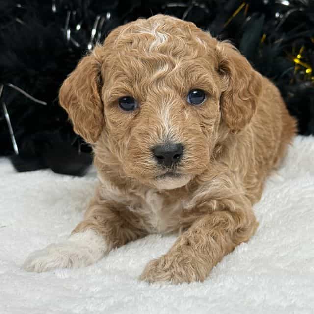 Peaches Black B - Toy Poodle Male