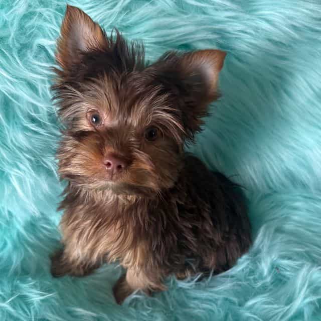 Scotch  - Yorkshire Terrier Male