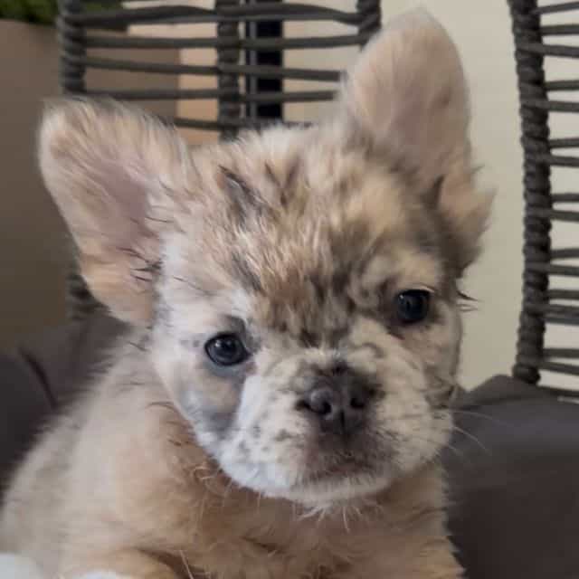 Mugsy  - French Bulldog Male