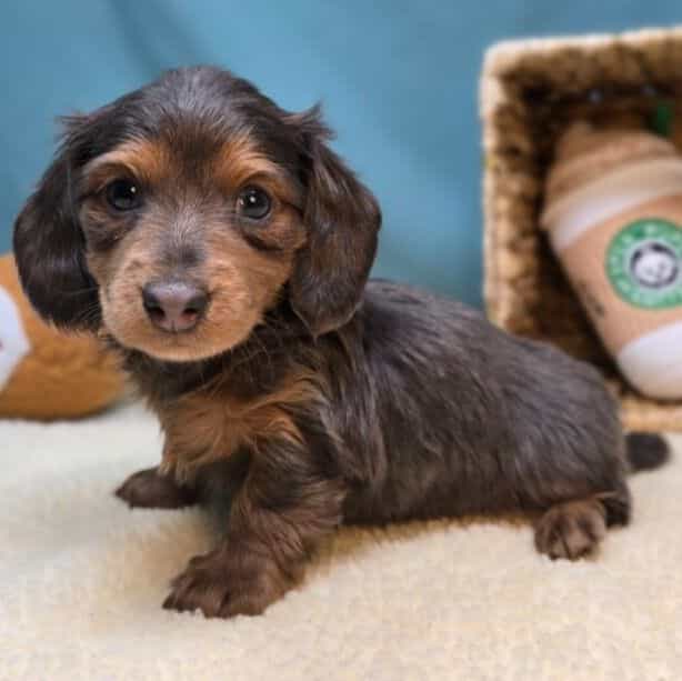 Nina - Dachshund Female