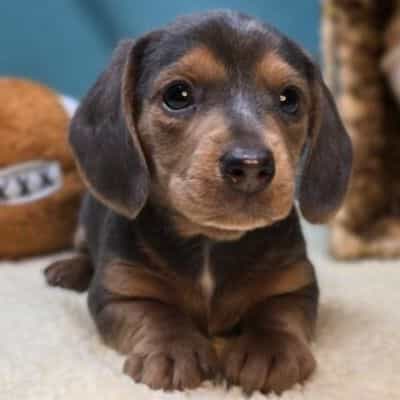 Flynn - Dachshund Male