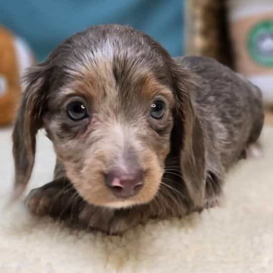 Lila - Dachshund Female